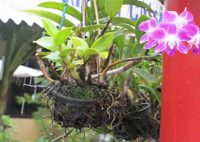 Blossoming Romduol Boutique 2* Siem Reap